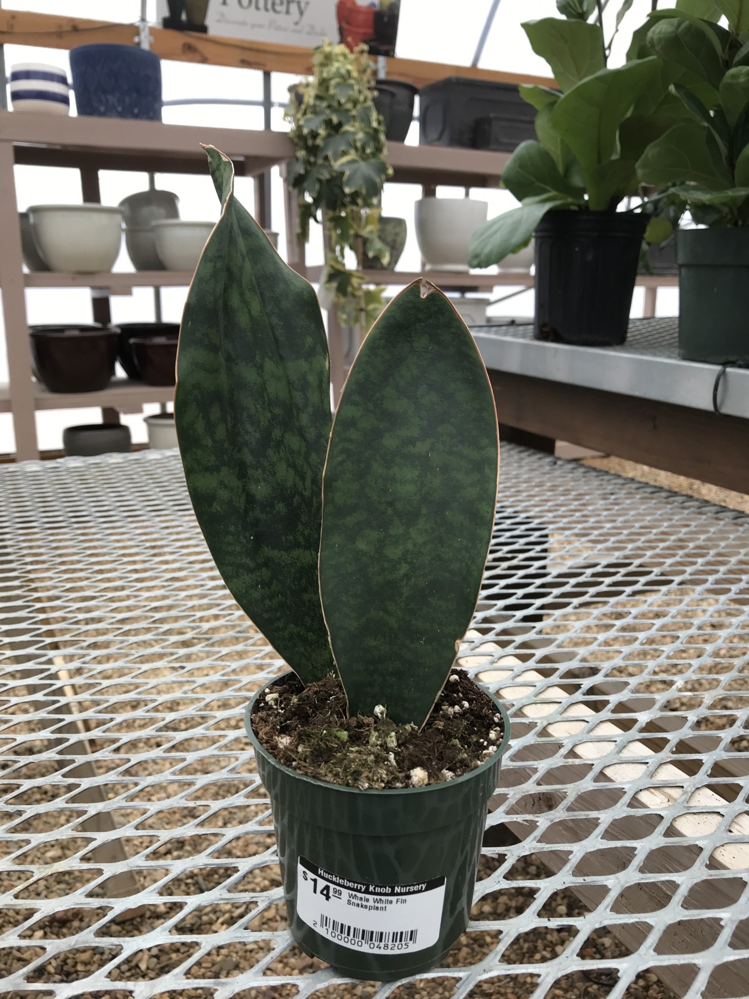 Snake Plant, Dracaena masoniana 'Whale Fin' 4"