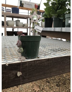 String of Hearts, Ceropegia woodii 4"