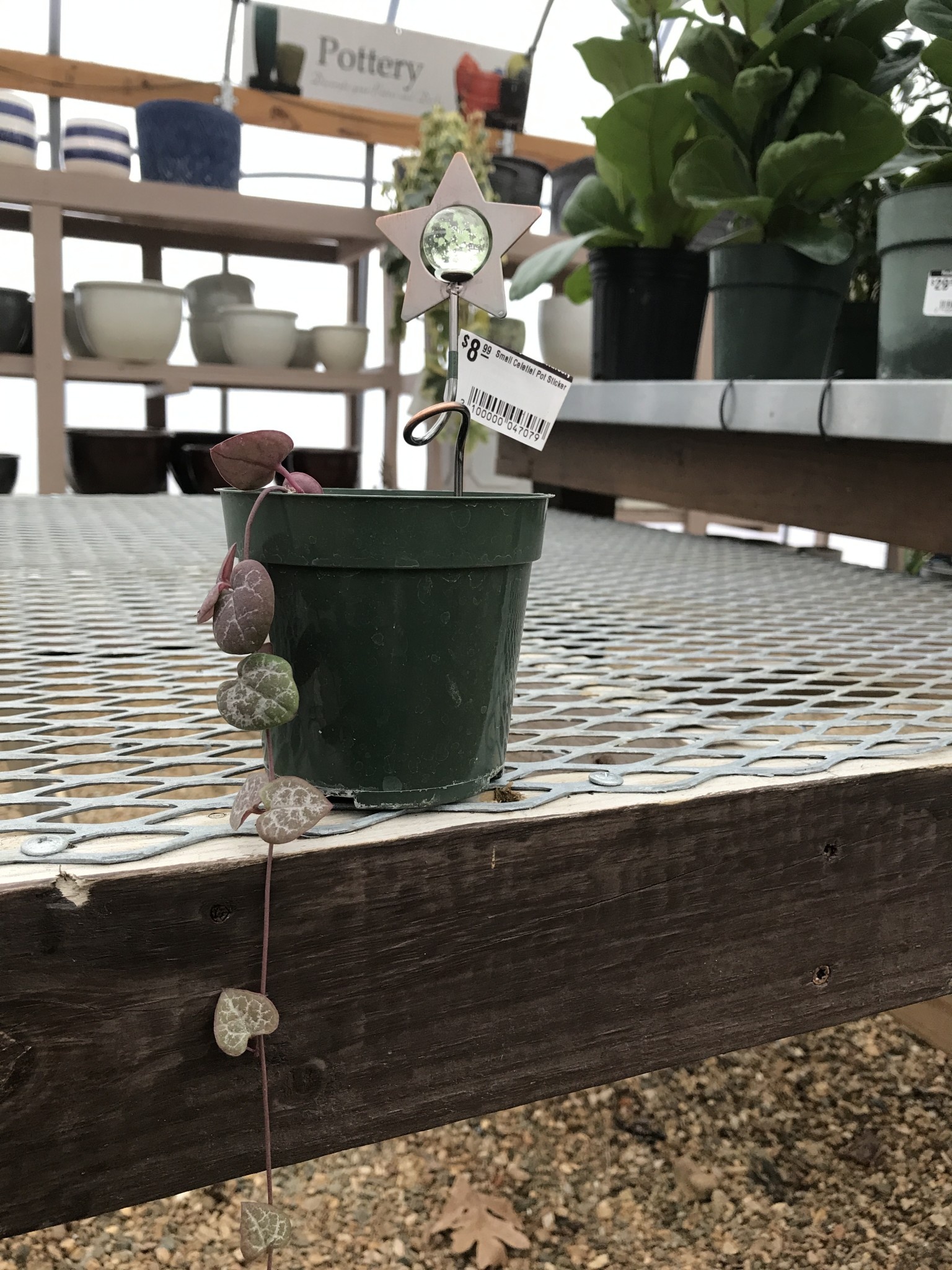 String of Hearts, Ceropegia woodii 4"