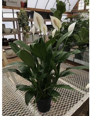 Peace Lily, Spathiphyllum 6"