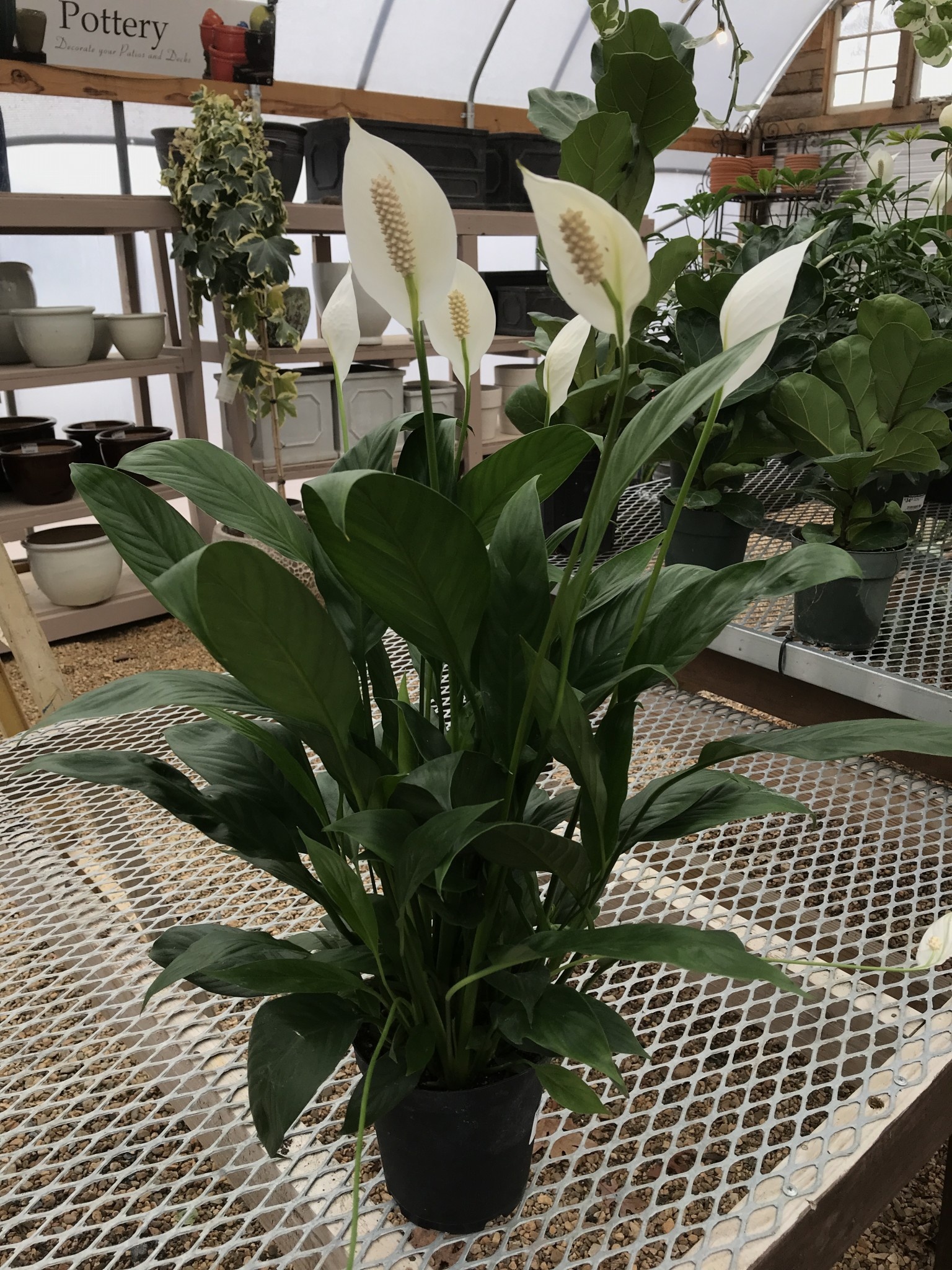 Peace Lily, Spathiphyllum 6"