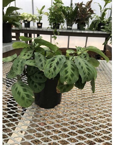 Maranta Green Prayer Plant 4"