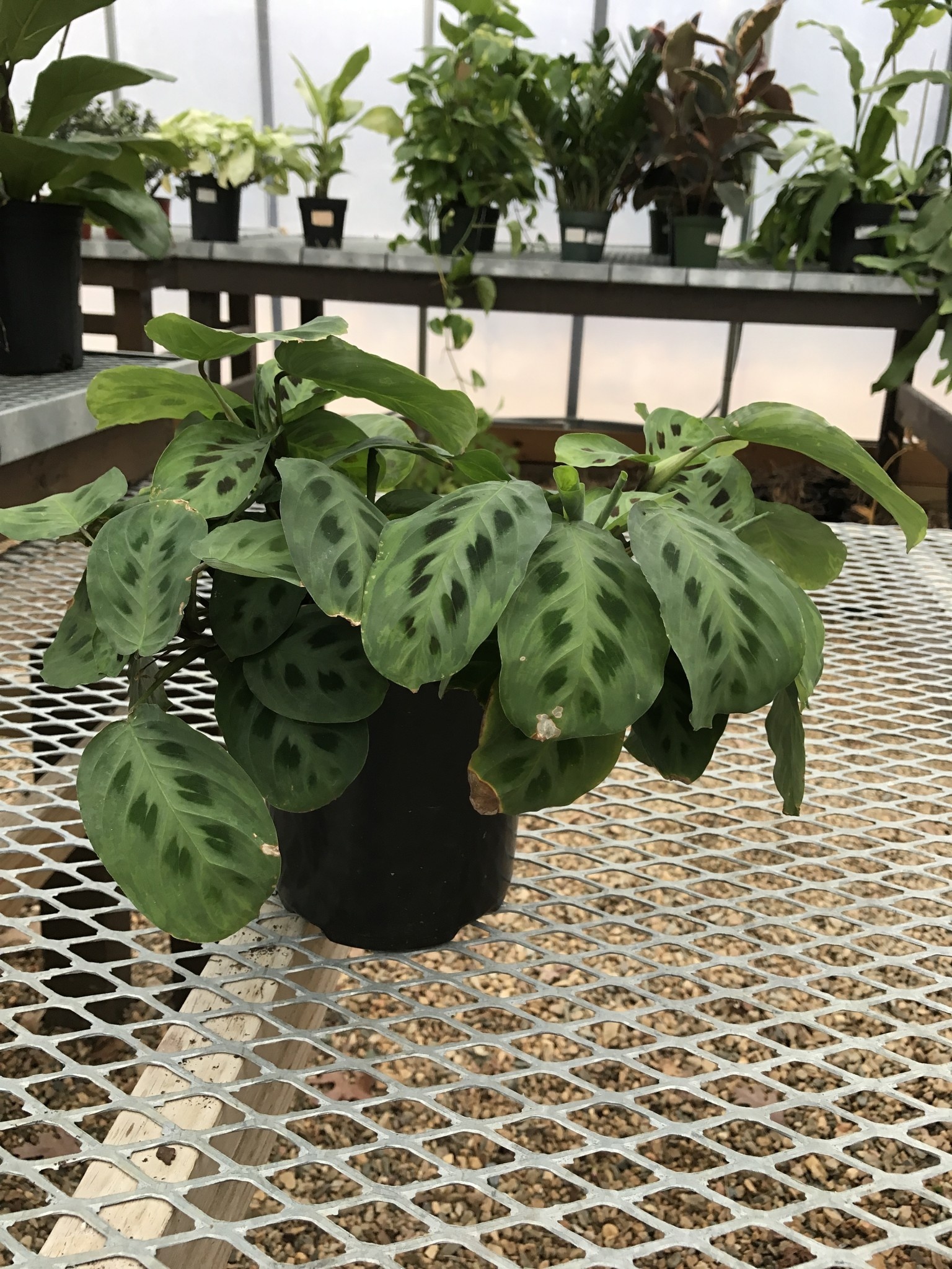 Maranta Green Prayer Plant 4"