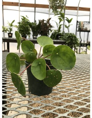 Pilea, Pilea peperomiodes 'Chinese Money Plant' 4"