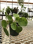 Pilea Peperomiodes 'Chinese Money' 4" pot