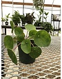 Pilea, Pilea peperomiodes 'Chinese Money Plant' 4"