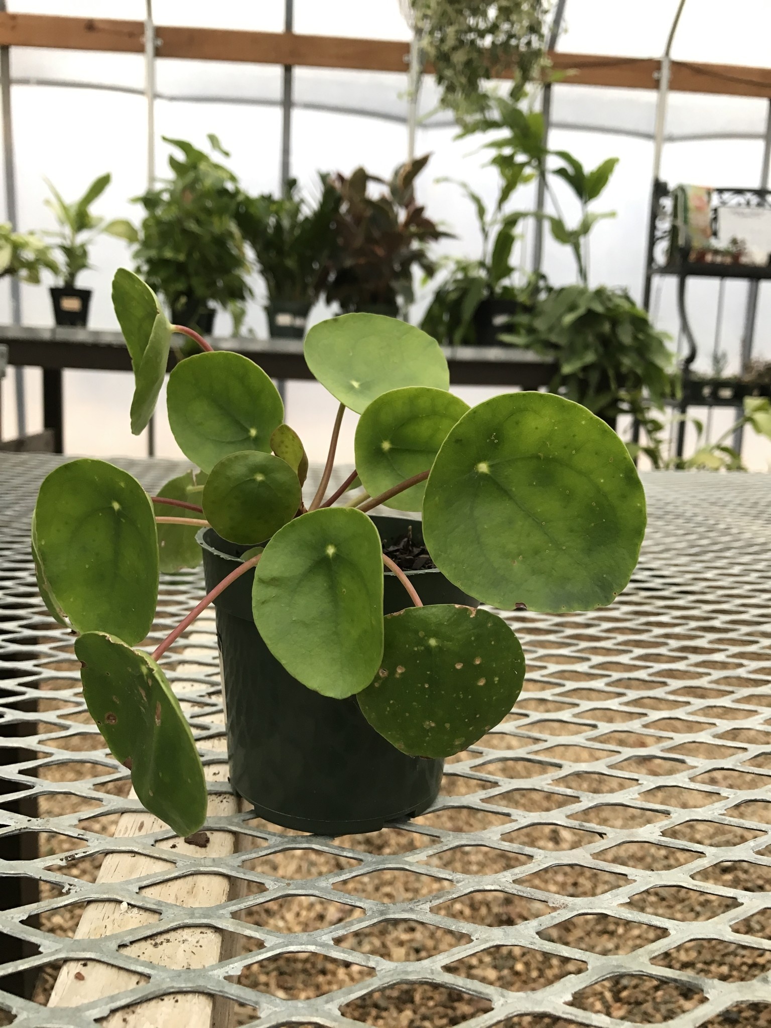 Pilea Peperomiodes 'Chinese Money' 4" pot