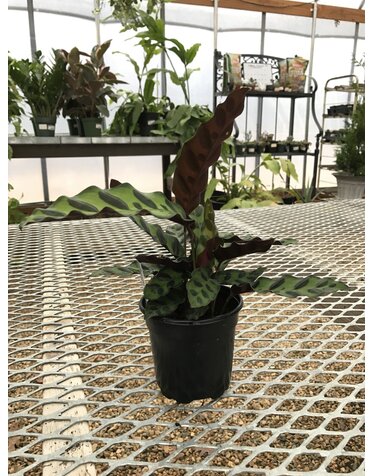 Rattlesnake Calathea 4"