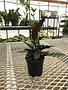 Rattlesnake Calathea 4"