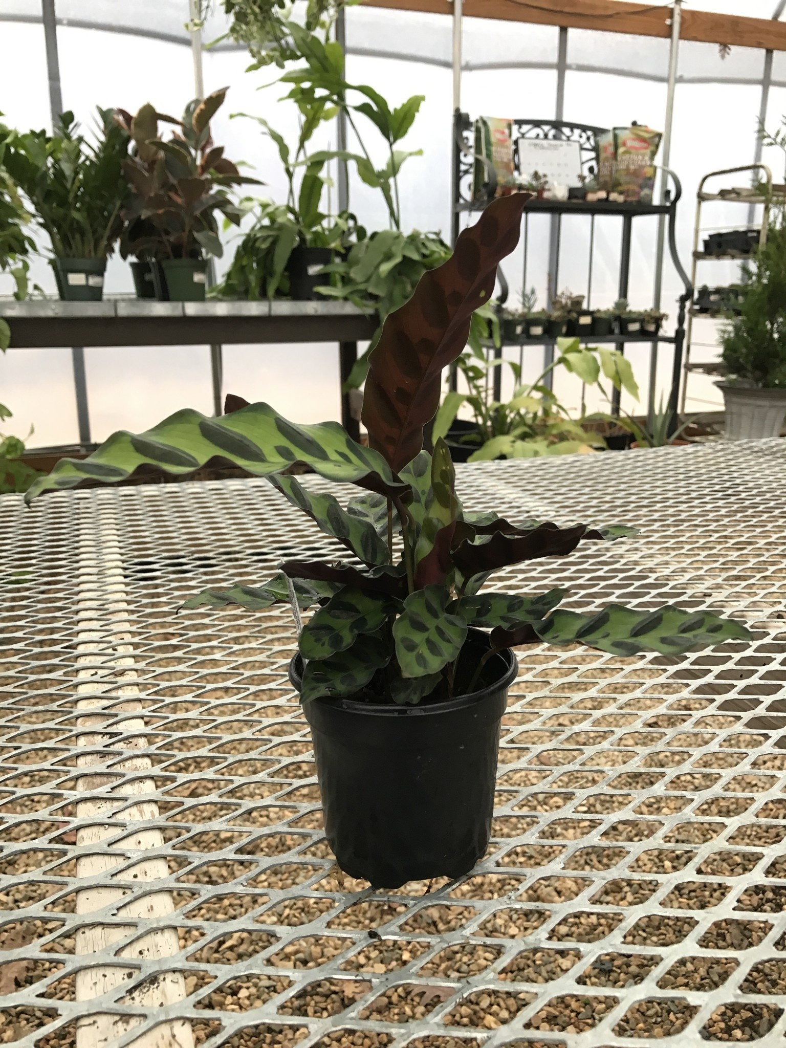 Calathea, Goeppertia insignis 'Rattlesnake' 4"