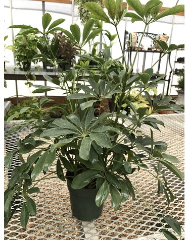 Arboricola 'Umbrella Tree' Hong Kong