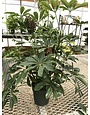 Arboricola 'Umbrella Tree' Hong Kong