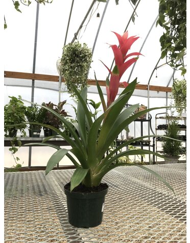Bromeliads