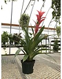 Bromeliads