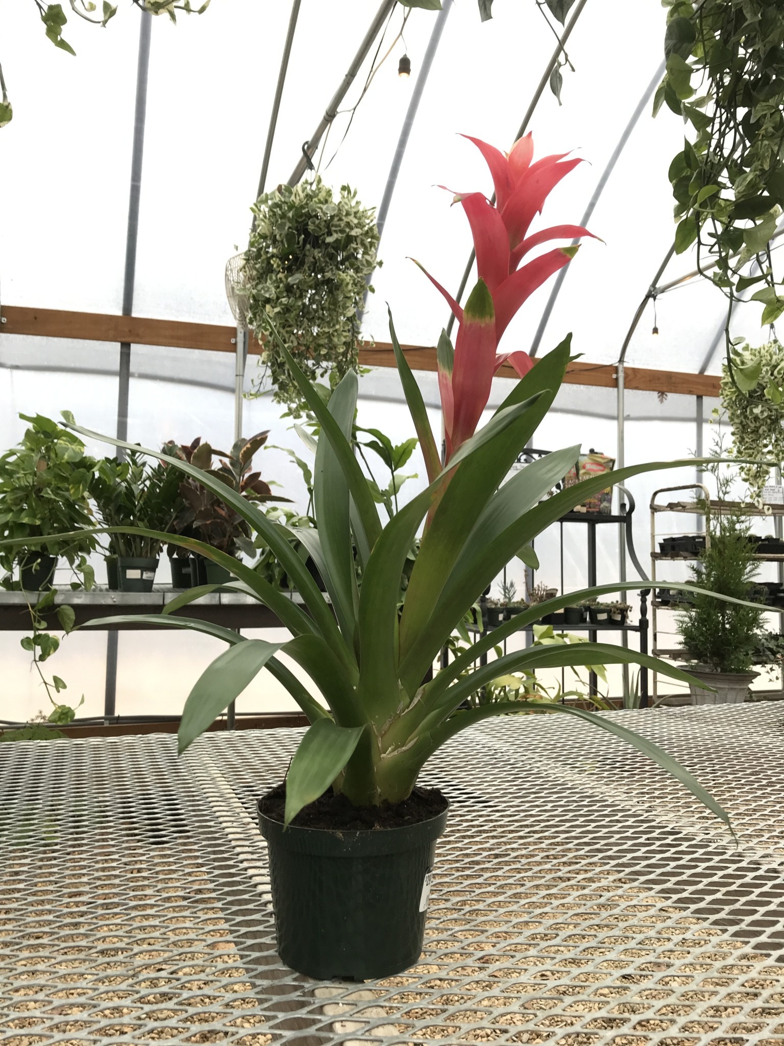 Bromeliads