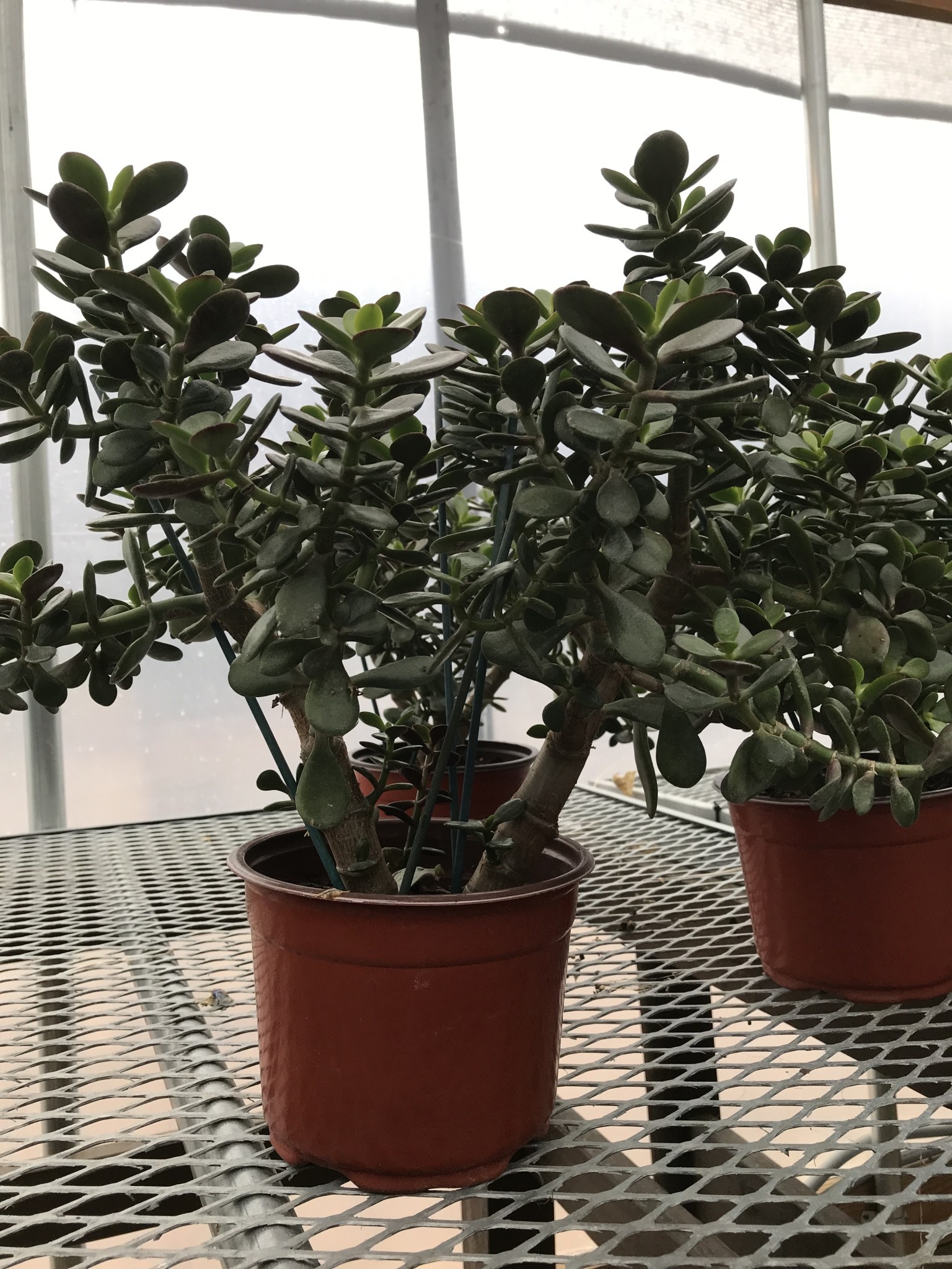 Mini Jade Plant 6"