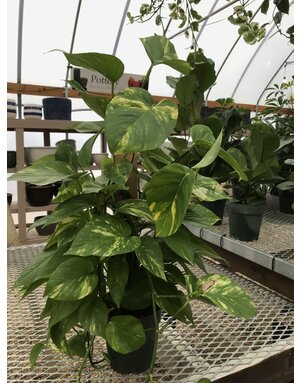 Pothos, Epipremnum aureum 'Golden' 6" Pole