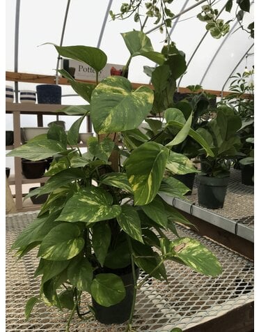 Pothos, Epipremnum aureum 'Golden' 6" Pole