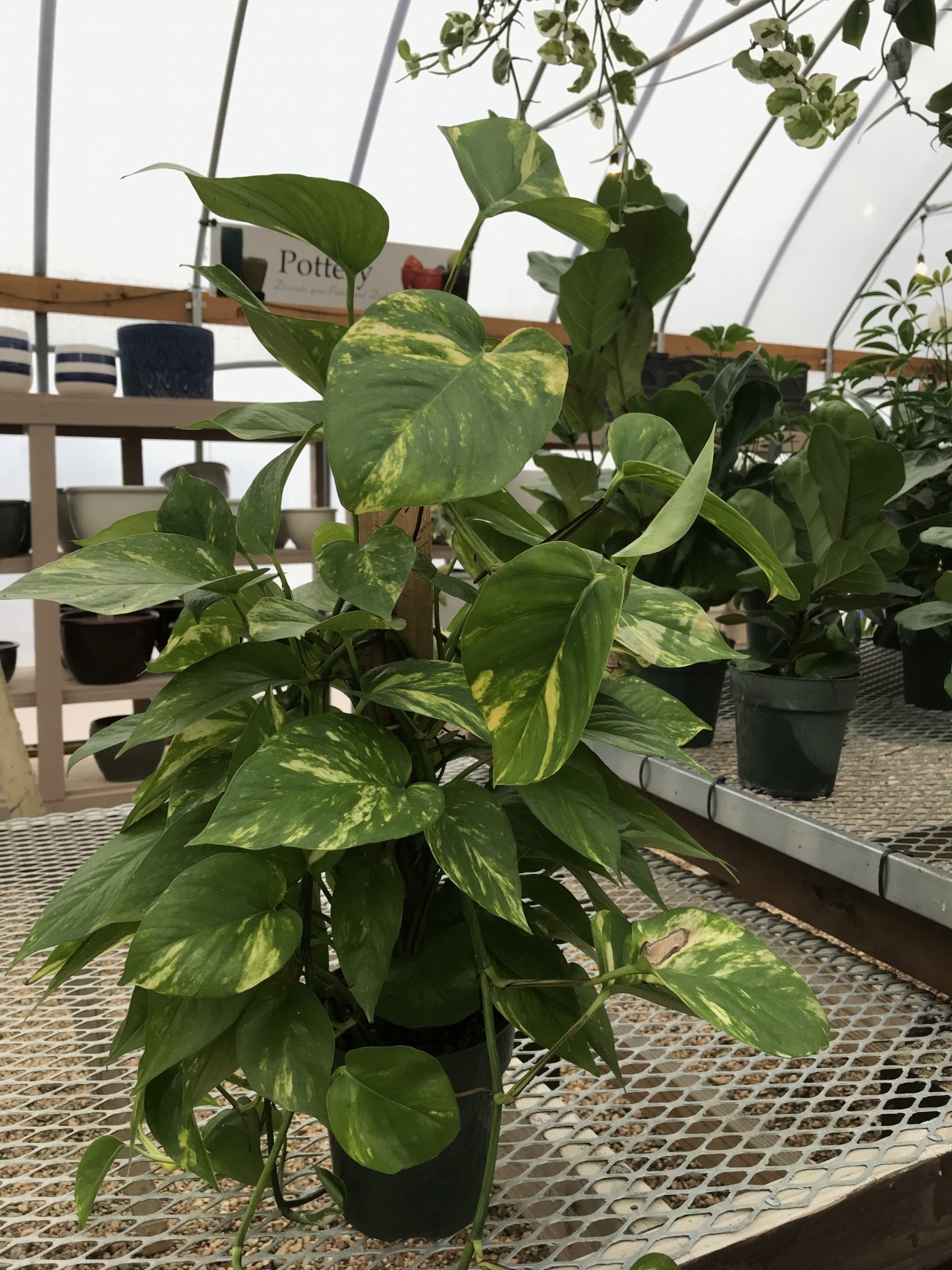 Pothos, Pole 6"