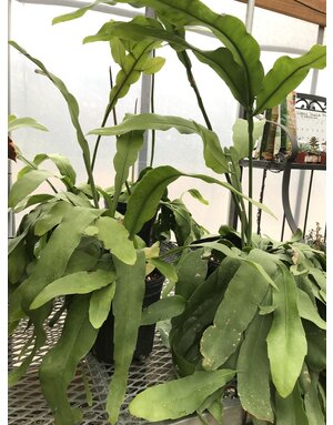 Night Blooming Cereus, Epiphyllum oxypetalum 'Queen of the Night' small