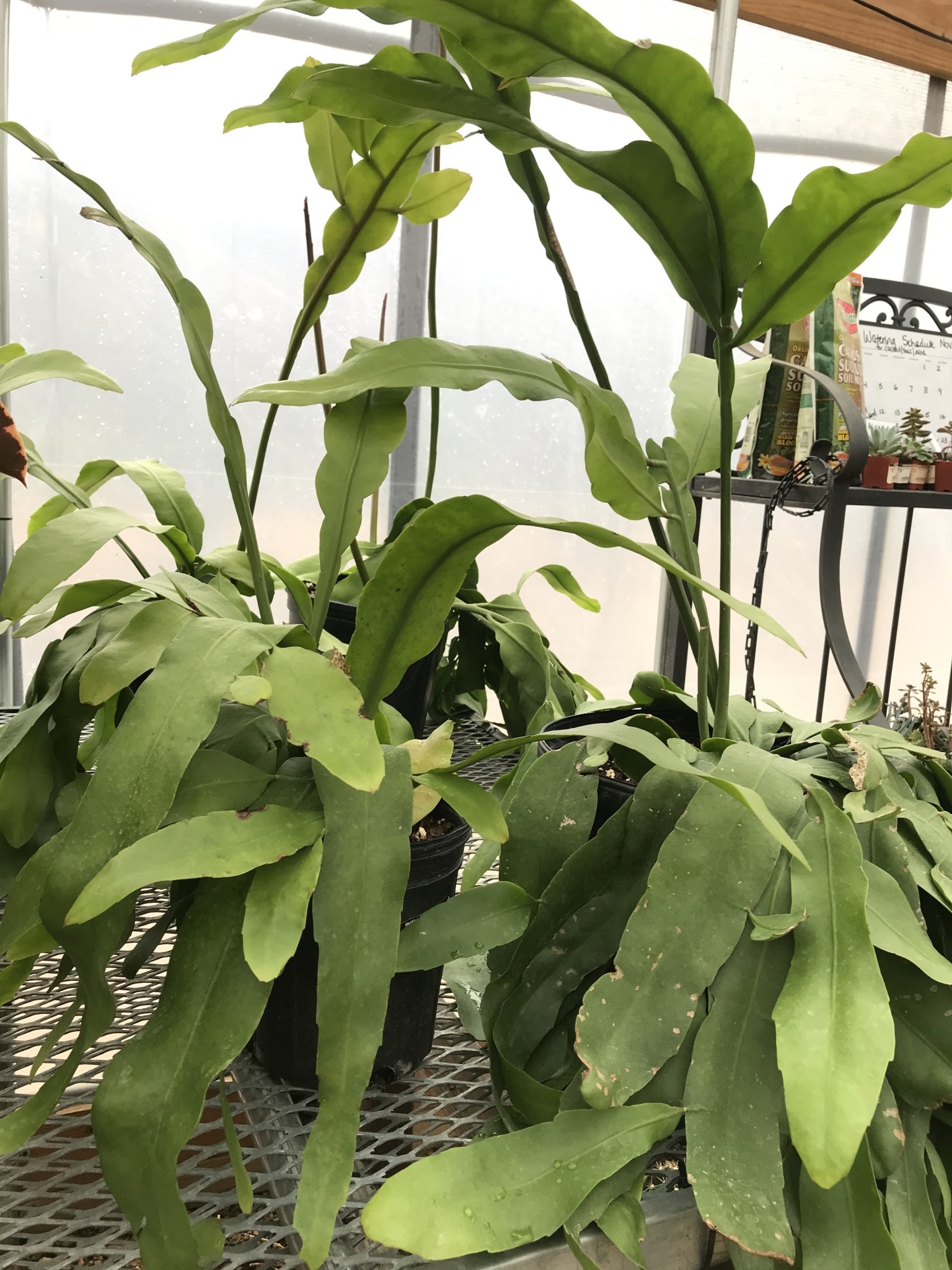 Night Blooming Cereus, Epiphyllum oxypetalum 'Queen of the Night' small