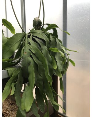 Night Blooming Cereus, Epiphyllum oxypetalum 'Queen of the Night' medium