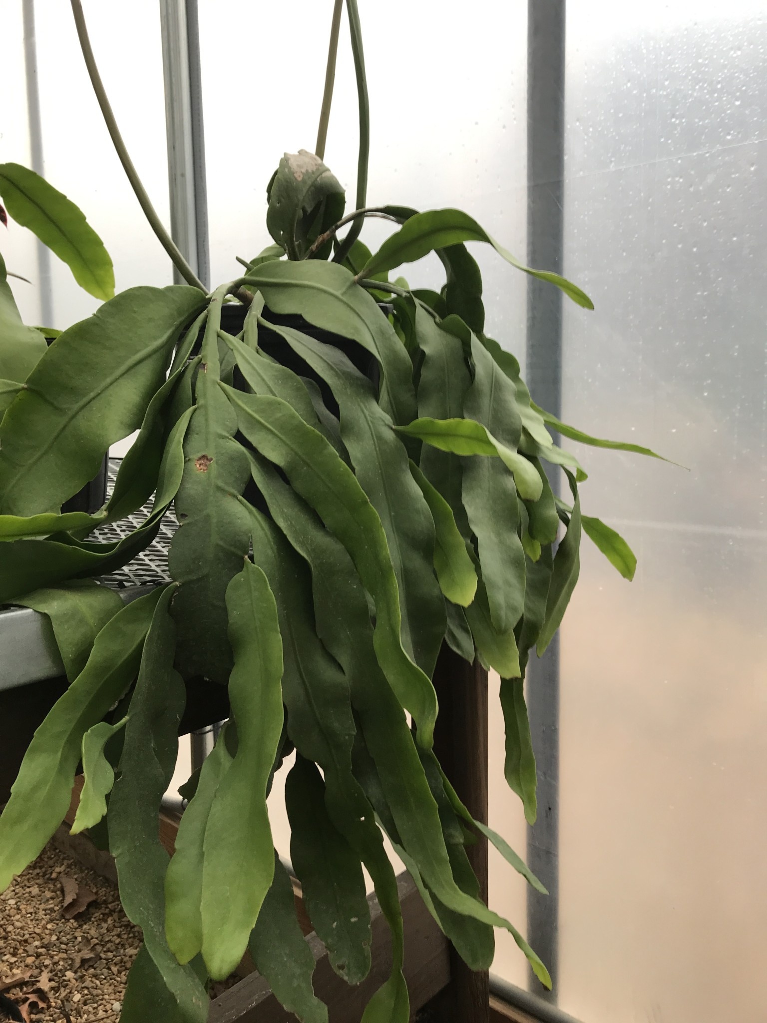 Night Blooming Cereus, Epiphyllum oxypetalum 'Queen of the Night' medium