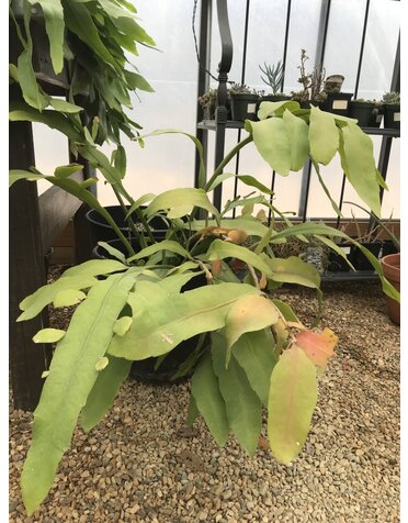 Night Blooming Cereus, Epiphyllum oxypetalum 'Queen of the Night' large black pot