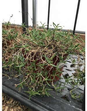 Iceplant, Delosperma Delmara™ 'Red' 8"