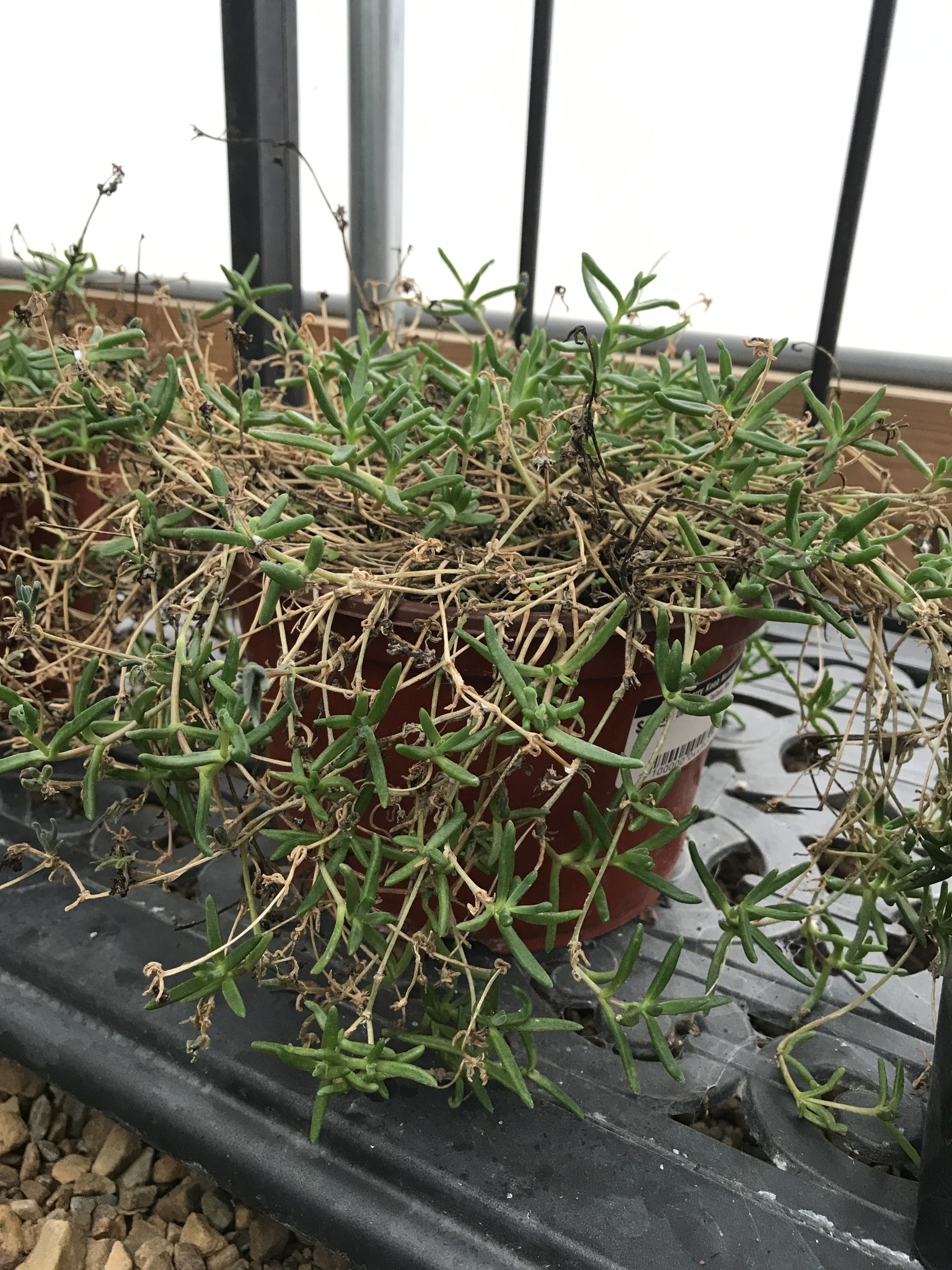 Delosperma Delmar Red 8"