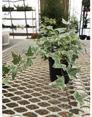 Hedra 'Variegated' Ivy
