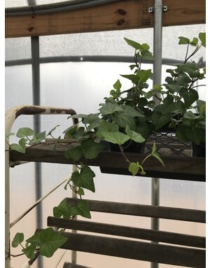 Ivy, Hedera helix 'English' (English) 4"