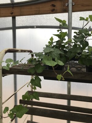 Ivy, Hedera helix 'English' (English) 4"