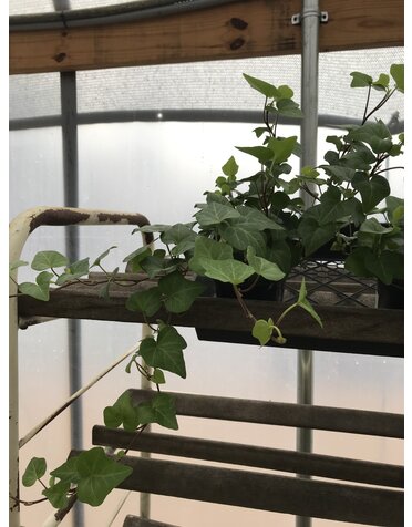 Ivy, Hedera helix 'English' (English) 4"