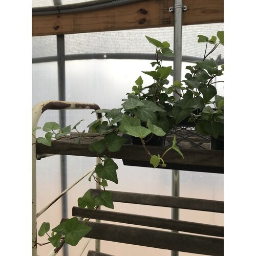 Ivy, Hedera helix 'English' (English) 4"