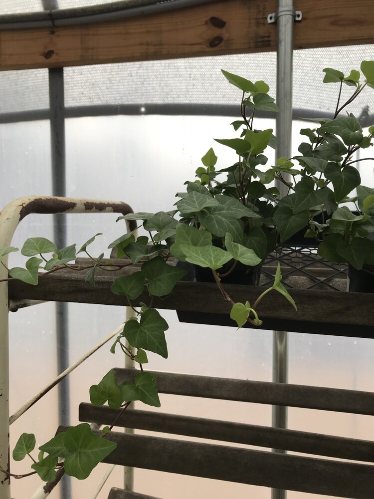 Ivy, Hedera helix 'English' (English) 4"