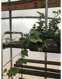 English Ivy 4"