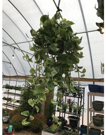 Pothos 'Marble Queen" Hanging Basket 8"