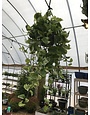 Pothos 'Marble Queen" Hanging Basket 8"