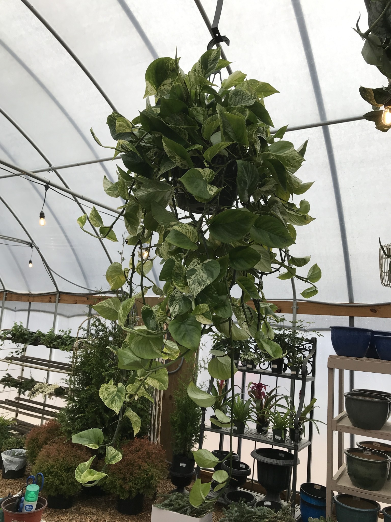 Pothos, Epipremnum aureum 'Marble Queen' 8"HB