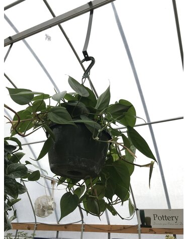Green Heart Philly Hanging Basket