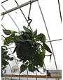 Green Heart Philly Hanging Basket