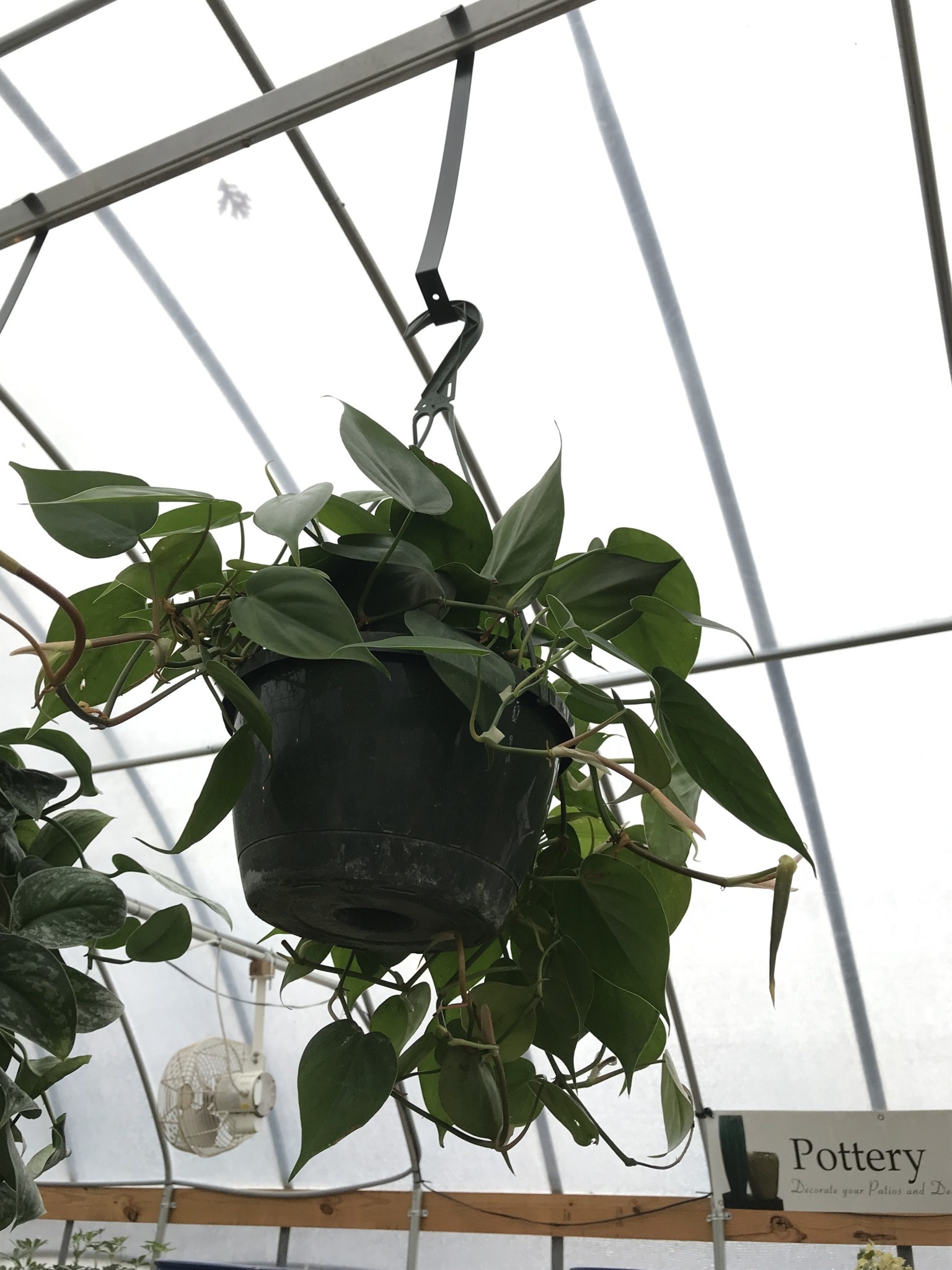 Philodendron, Philodendron hederaceum 'Heartleaf' 8"HB