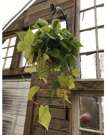 Philodendron, Philodendron hederaceum 'Lemon Lime' 10"HB