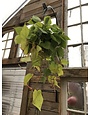 Golden Lemon Philly Hanging Basket
