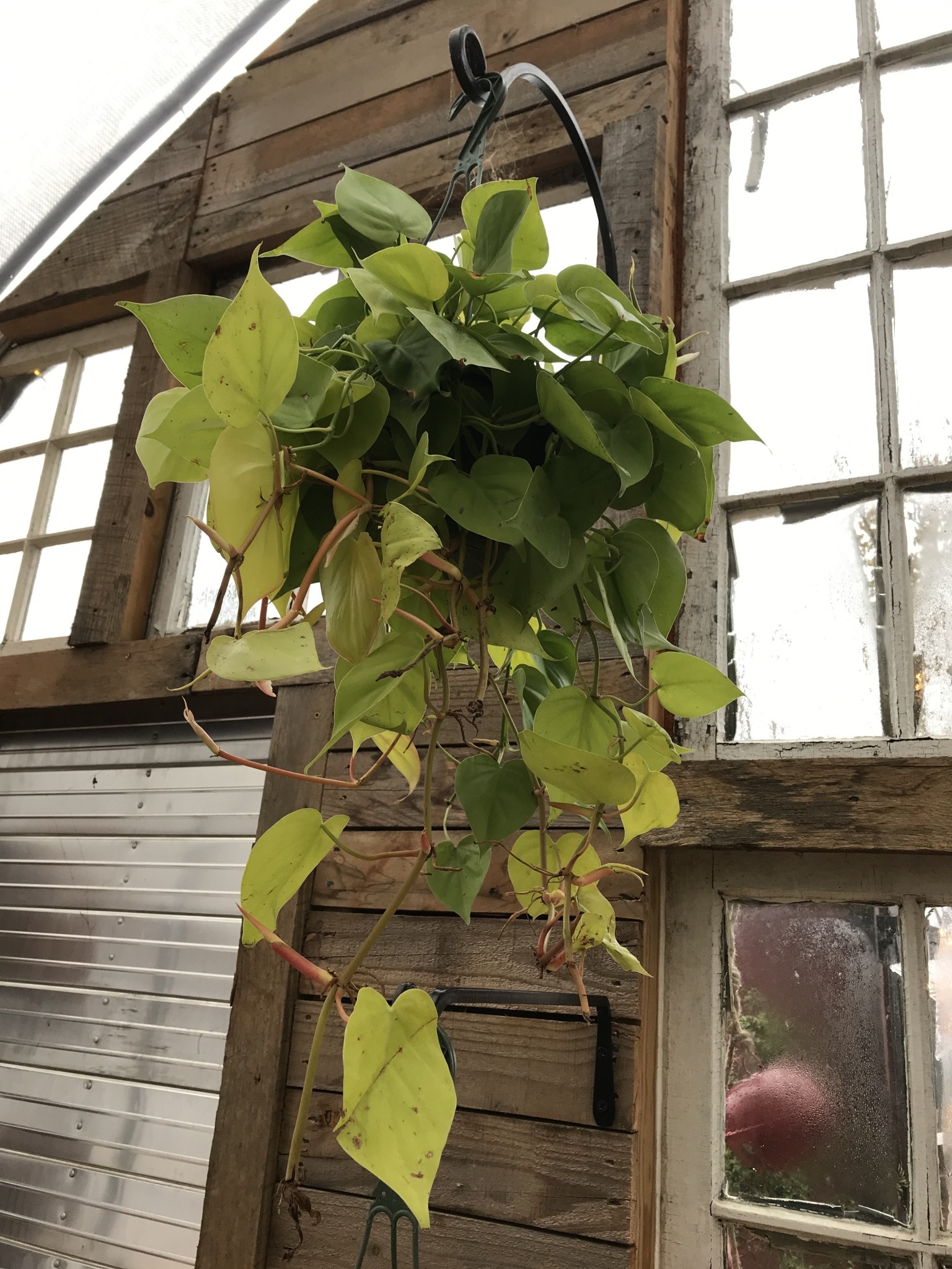 Golden Lemon Philly Hanging Basket