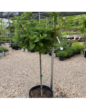 Hydrangea, Hydrangea paniculata 'Pinky Winky' (Tree Form) 7G