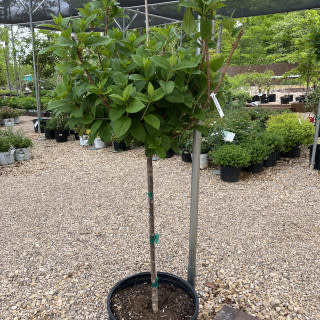 Hydrangea, Hydrangea paniculata 'Pinky Winky' (Tree Form) 7G