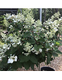 Hydrangea, Hydrangea paniculata 'Pinky Winky' (Tree Form) 7G
