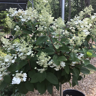 Hydrangea paniculata Pinky Winky Tree #7